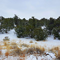 Desert tree line
