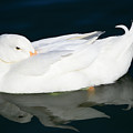 Solitude at rest