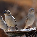 The Three Musketeers